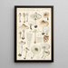 Lepiota cristata - Hans Baldung — ingelijst kunstwerk aan de muur