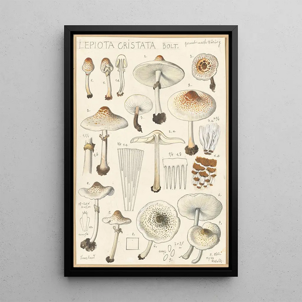 Lepiota cristata - Hans Baldung — ingelijst kunstwerk aan de muur