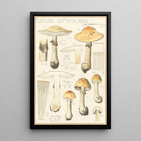 Lepiota guttata pers - Hans Baldung — ingelijst kunstwerk aan de muur