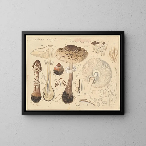 Lépiote élevée - Hans Baldung — ingelijst kunstwerk aan de muur