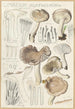 Limacium agathosmum - Hans Baldung — artwork view