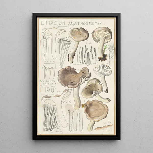 Limacium agathosmum - Hans Baldung — ingelijst kunstwerk aan de muur