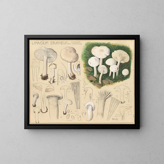 Limacium éburnéum - Hans Baldung — ingelijst kunstwerk aan de muur