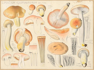 Limacium glutiniferum - Hans Baldung — weergave van het kunstwerk