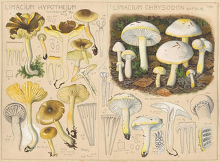 Limacium hypothejum Limacium chrysodon - Hans Baldung — weergave van het kunstwerk
