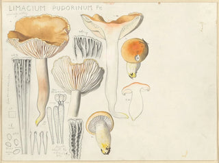 Limacium pudorinum - Hans Baldung — weergave van het kunstwerk