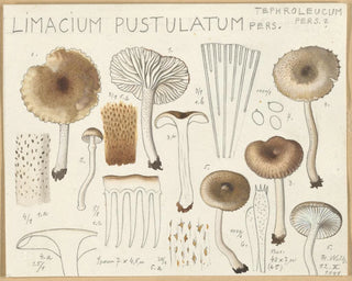 Limacium pustulatum - Hans Baldung — weergave van het kunstwerk