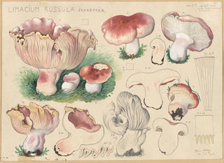 Limacium russula - Hans Baldung — weergave van het kunstwerk