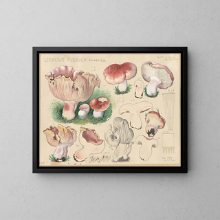 Limacium russula - Hans Baldung — ingelijst kunstwerk aan de muur