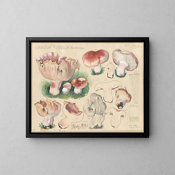 Limacium russula - Hans Baldung — ingelijst kunstwerk aan de muur