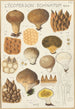 Lycoperdon enchinatum - Hans Baldung — artwork view