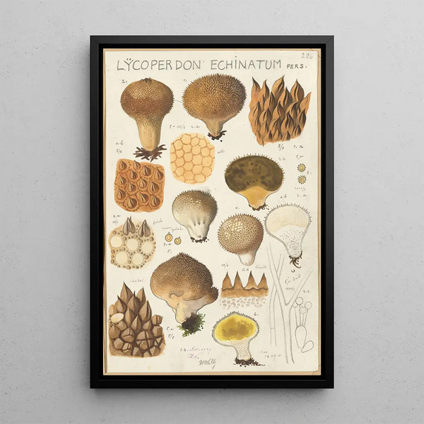 Lycoperdon enchinatum - Hans Baldung — ingelijst kunstwerk aan de muur
