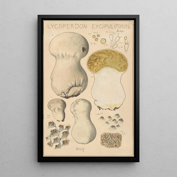 Lycoperdon excipuliforme - Hans Baldung | Reproduction — ingelijst kunstwerk aan de muur
