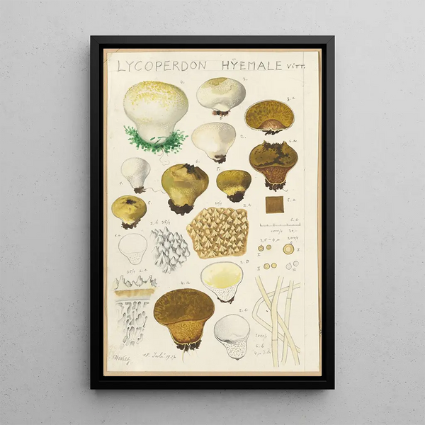 Lycoperdon hyemale - Hans Baldung — ingelijst kunstwerk aan de muur