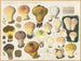 Lycoperdon mammaeforme - Hans Baldung — weergave van het kunstwerk