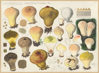 Lycoperdon mammaeforme - Hans Baldung — weergave van het kunstwerk