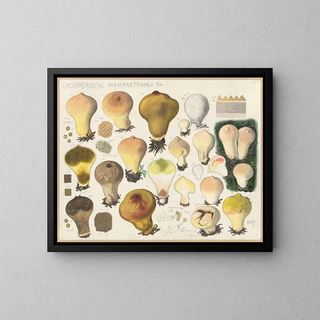Lycoperdon mammaeforme - Hans Baldung — ingelijst kunstwerk aan de muur