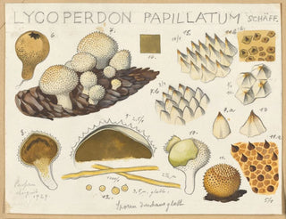 Lycoperdon papillatum - Hans Baldung — weergave van het kunstwerk