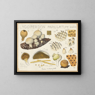 Lycoperdon papillatum - Hans Baldung — ingelijst kunstwerk aan de muur