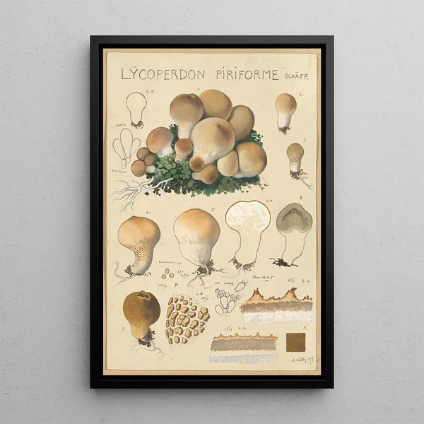 Lycoperdon piriforme - Hans Baldung — ingelijst kunstwerk aan de muur