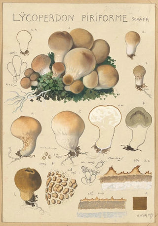 Hans Walty - Lycoperdon piriforme.webp