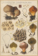 Lycoperdon umbrinum - Hans Baldung — weergave van het kunstwerk