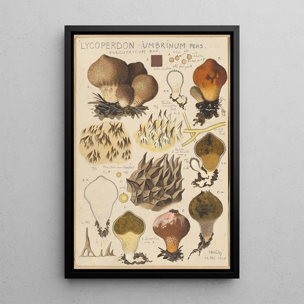 Lycoperdon umbrinum - Hans Baldung — ingelijst kunstwerk aan de muur