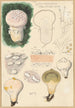 Lycoperdon velatum - Hans Baldung — weergave van het kunstwerk