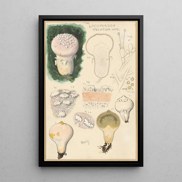 Lycoperdon velatum - Hans Baldung — ingelijst kunstwerk aan de muur