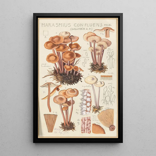 Marasmius confluens - Hans Baldung — ingelijst kunstwerk aan de muur