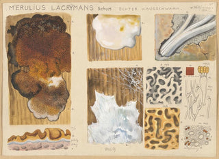 Merulius lacrymans - Hans Baldung — weergave van het kunstwerk