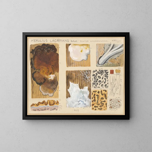 Merulius lacrymans - Hans Baldung — ingelijst kunstwerk aan de muur