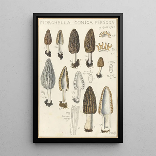 Hans Walty - Morchella conica persoon.webp