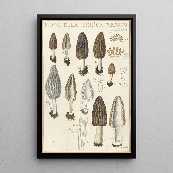 Morchella conica persoon - Hans Baldung — ingelijst kunstwerk aan de muur