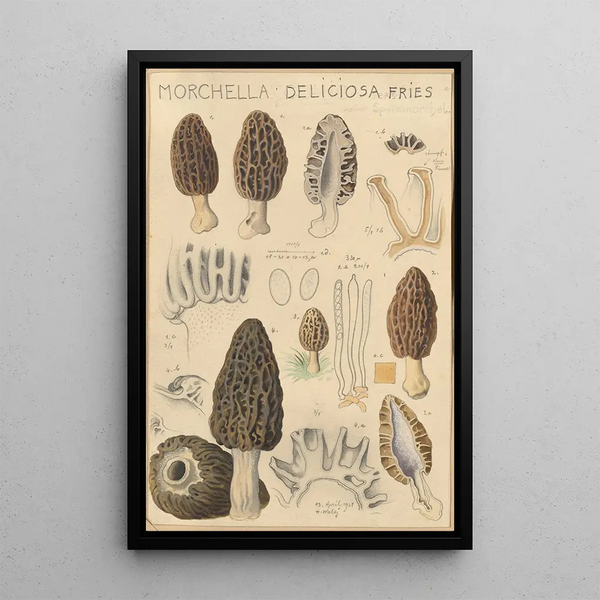 Morchella deliciosa - Hans Baldung — ingelijst kunstwerk aan de muur