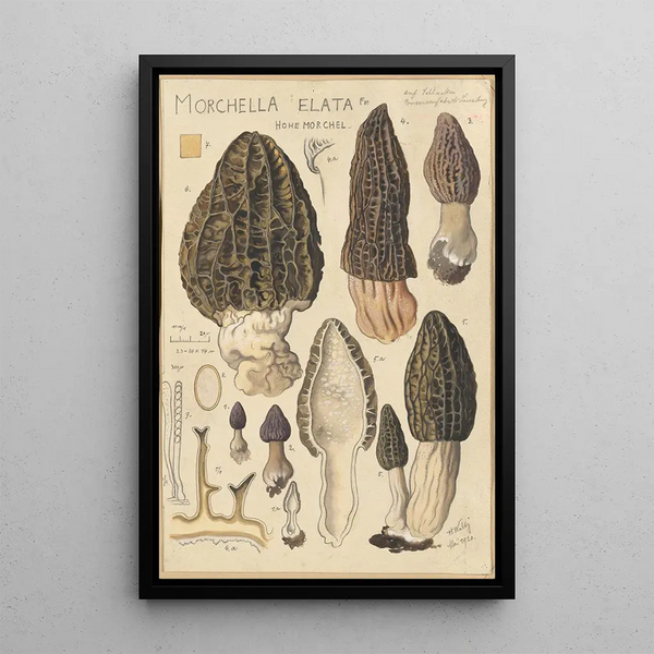 Morchella elata - Hans Baldung — ingelijst kunstwerk aan de muur
