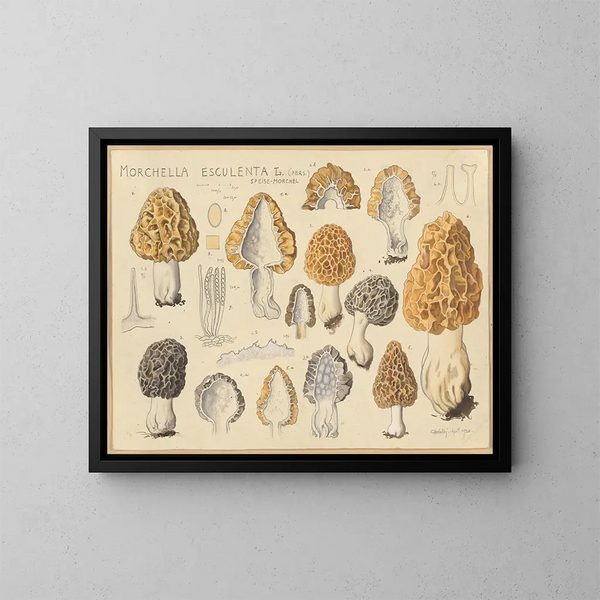 Morille comestible - Hans Baldung — ingelijst kunstwerk aan de muur