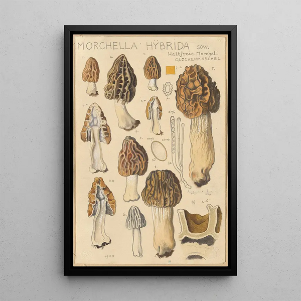 Morchella hybrida - Hans Baldung — ingelijst kunstwerk aan de muur