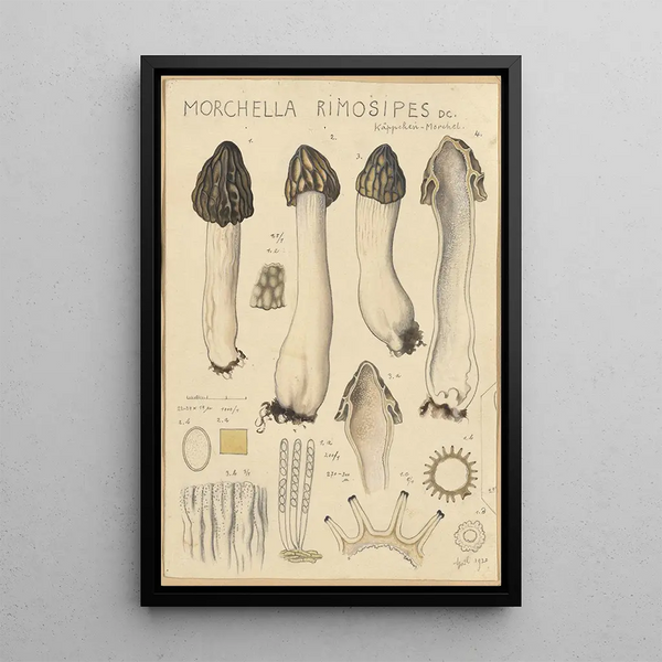 Morchella rimosipes - Hans Baldung — ingelijst kunstwerk aan de muur