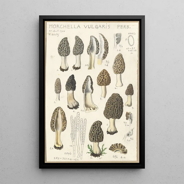 Morchella vulgaris - Hans Baldung — ingelijst kunstwerk aan de muur