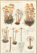 Mycena prolifera - Hans Baldung — artwork view