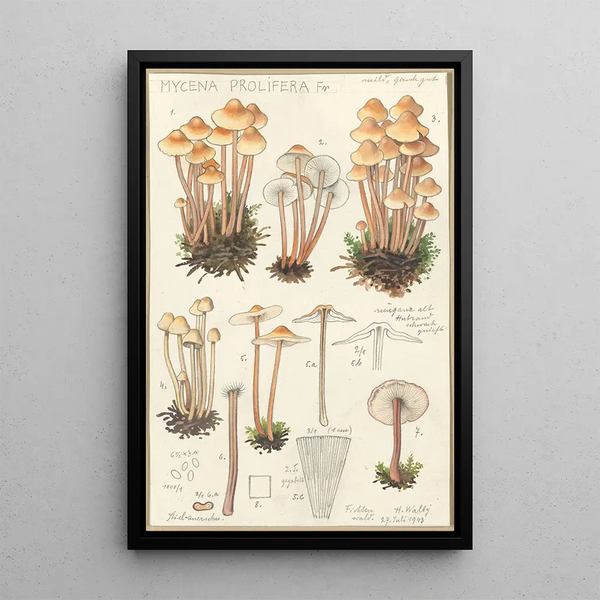 Mycena prolifera - Hans Baldung — ingelijst kunstwerk aan de muur