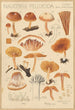 Naucoria pellucida - Hans Baldung — weergave van het kunstwerk