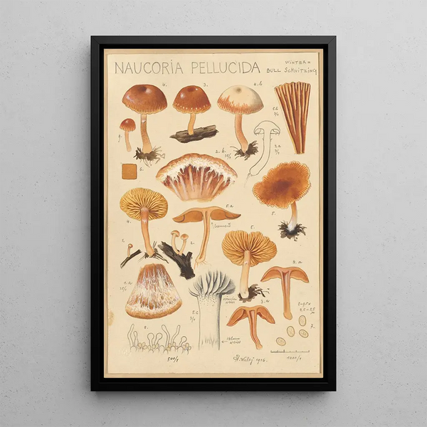Naucoria pellucida - Hans Baldung — ingelijst kunstwerk aan de muur