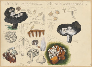 Nyctalis parasitica Nyctalis asterophora - Hans Baldung — weergave van het kunstwerk