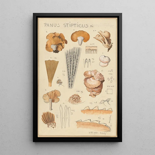 Hans Walty - Panus stipticus.webp