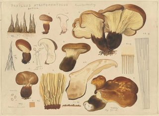 Paxille atrotomentueux - Hans Baldung — weergave van het kunstwerk