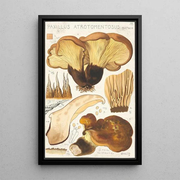 Paxillus atrotomentosus Batsch 2 - Hans Baldung — ingelijst kunstwerk aan de muur