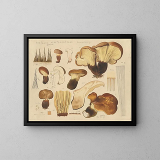 Paxille atrotomentueux - Hans Baldung — ingelijst kunstwerk aan de muur
