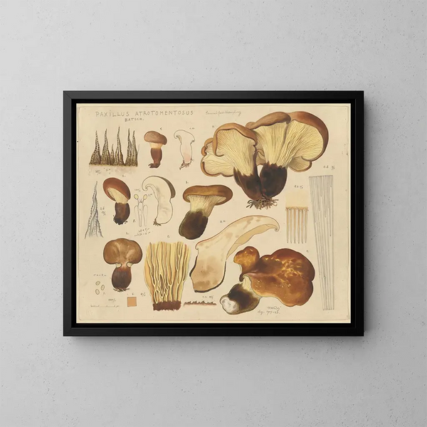 Paxille atrotomentueux - Hans Baldung — ingelijst kunstwerk aan de muur